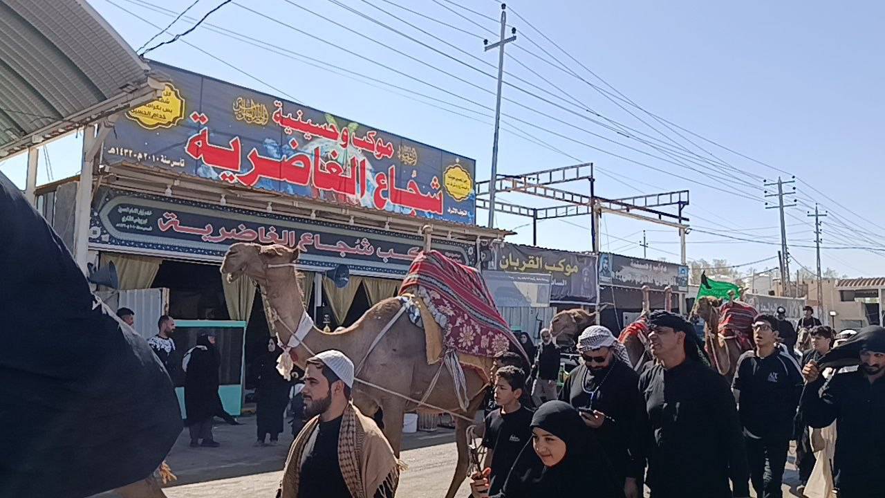 گزارش تصویری از نمادین کاروان اسرای امام حسین (ع) در مسیر کربلا