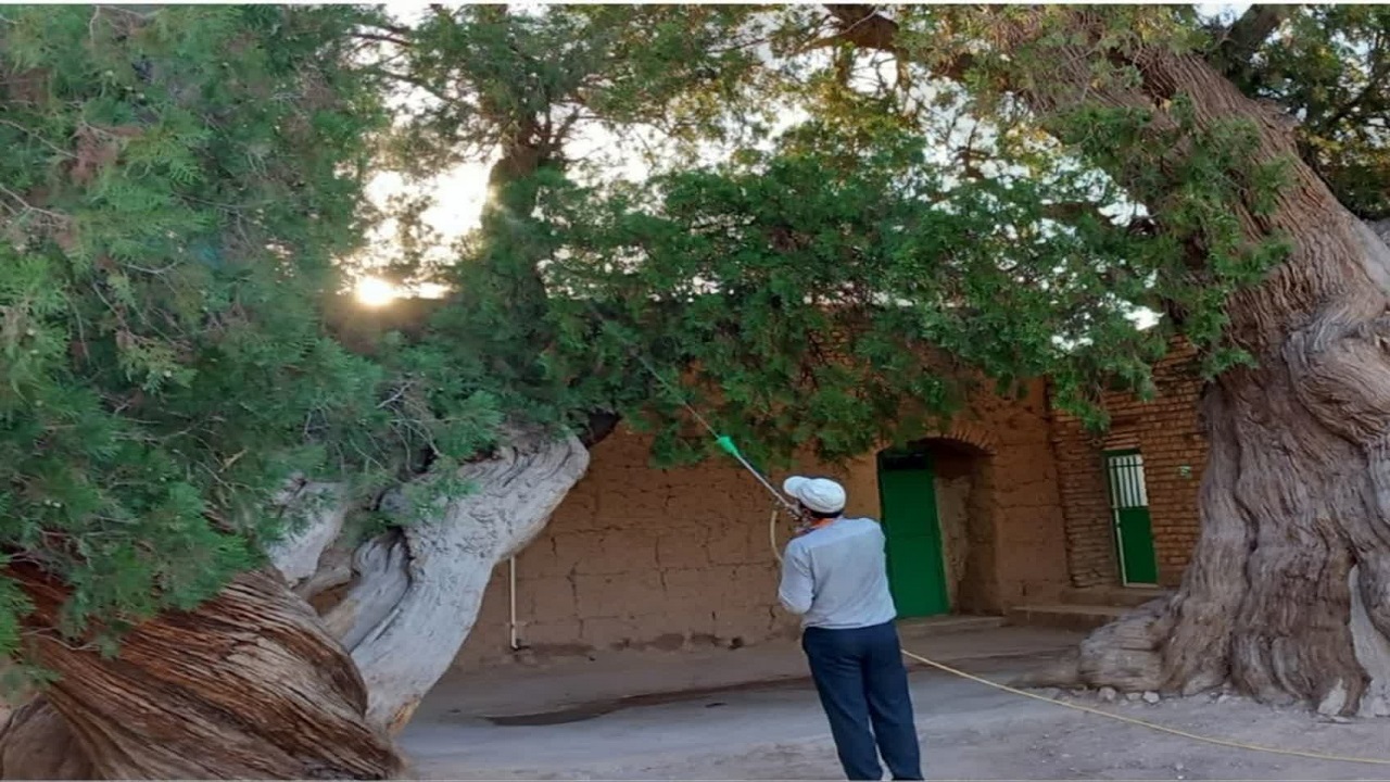 پایش درختان کهنسال قاینات برای صیانت از میراث طبیعی
