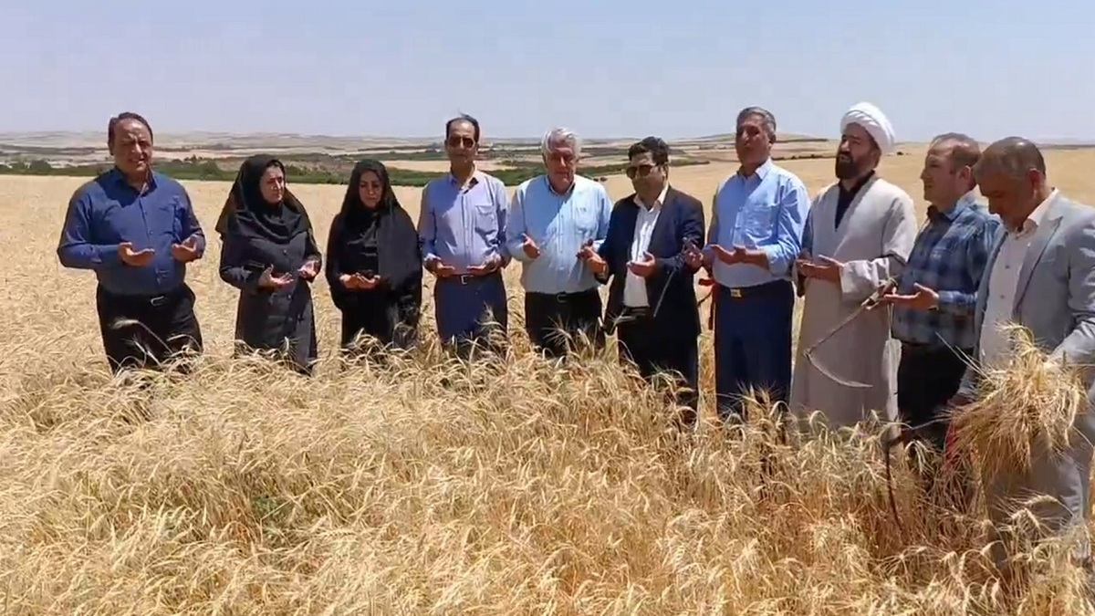 باشگاه خبرنگاران -جشن شکرانه برداشت گندم در مراغه
