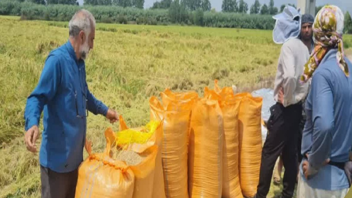 باشگاه خبرنگاران -بهره‌برداری از محصول برنج در طرح مزارع الگوی ۳۰ هکتاری در میاندورود