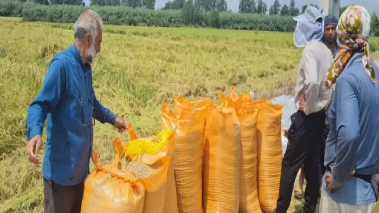 بهره‌برداری از محصول برنج در طرح مزارع الگوی ۳۰ هکتاری در میاندورود