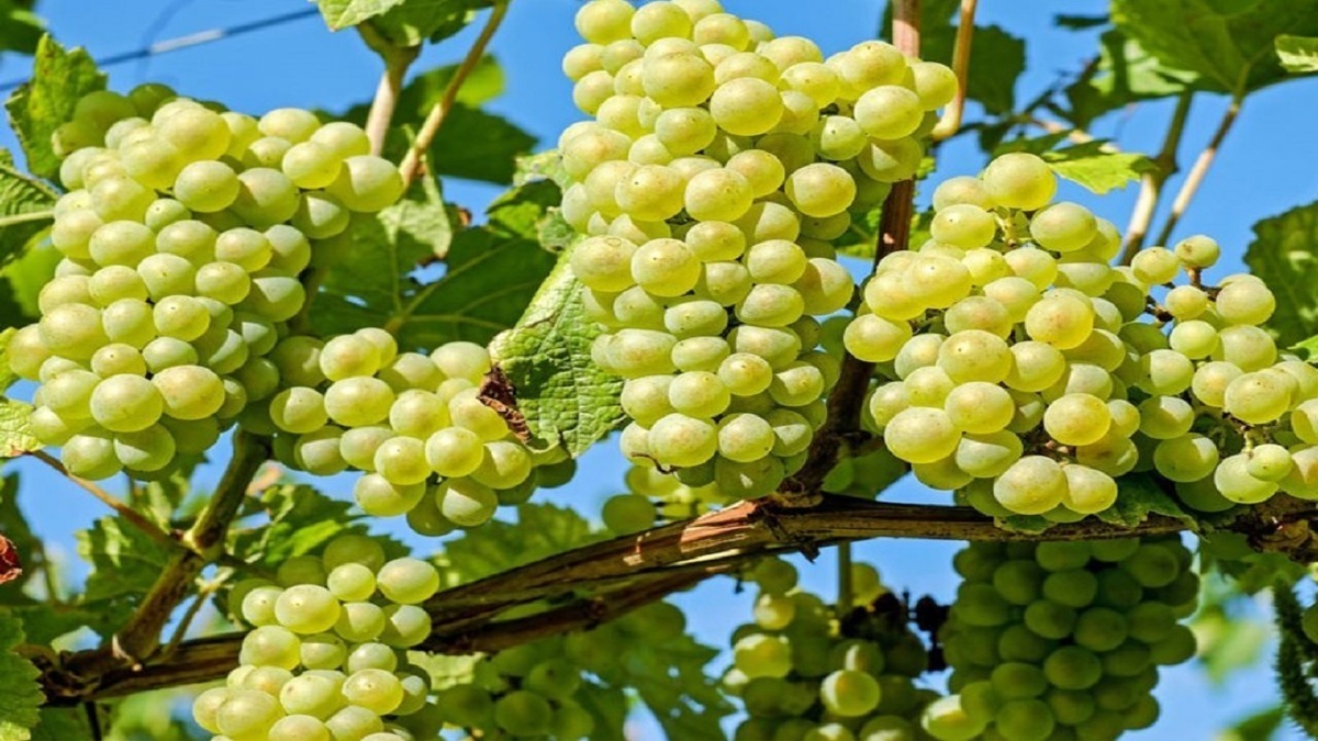 باشگاه خبرنگاران -۴ شهرستان خراسان جنوبی بیشترین یاقوت سبز را دارند