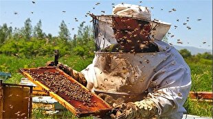 برداشت ۱۷۶ تن عسل در خراسان جنوبی