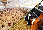 هزار میلیارد تومان در طرح‌های دام و طیور سرمایه گذاری می‌شود