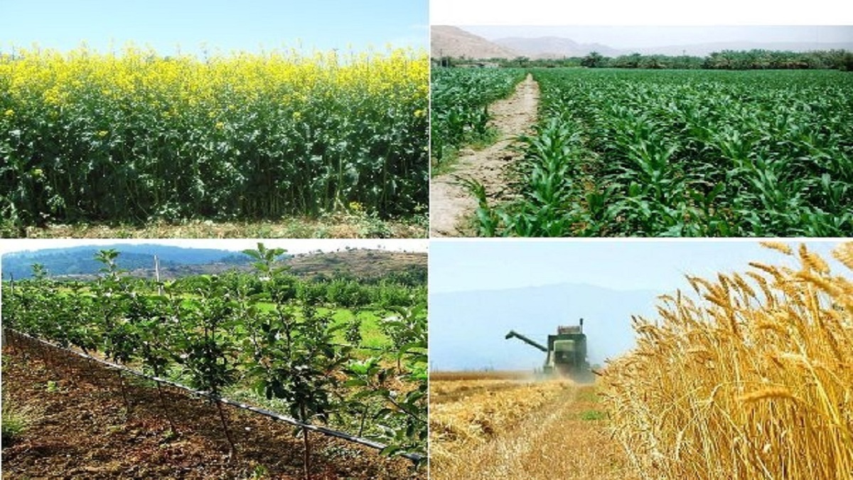 باشگاه خبرنگاران -افزایش بهره‌وری و اصلاح الگوی کشت، محور توسعه تولید محصولات راهبردی است