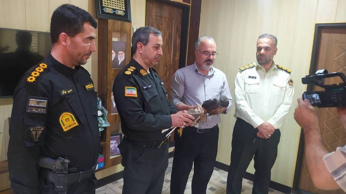 باشگاه خبرنگاران -کشف و ضبط دو پرنده شکاری کمیاب از قاچاقچیان در دیواندره