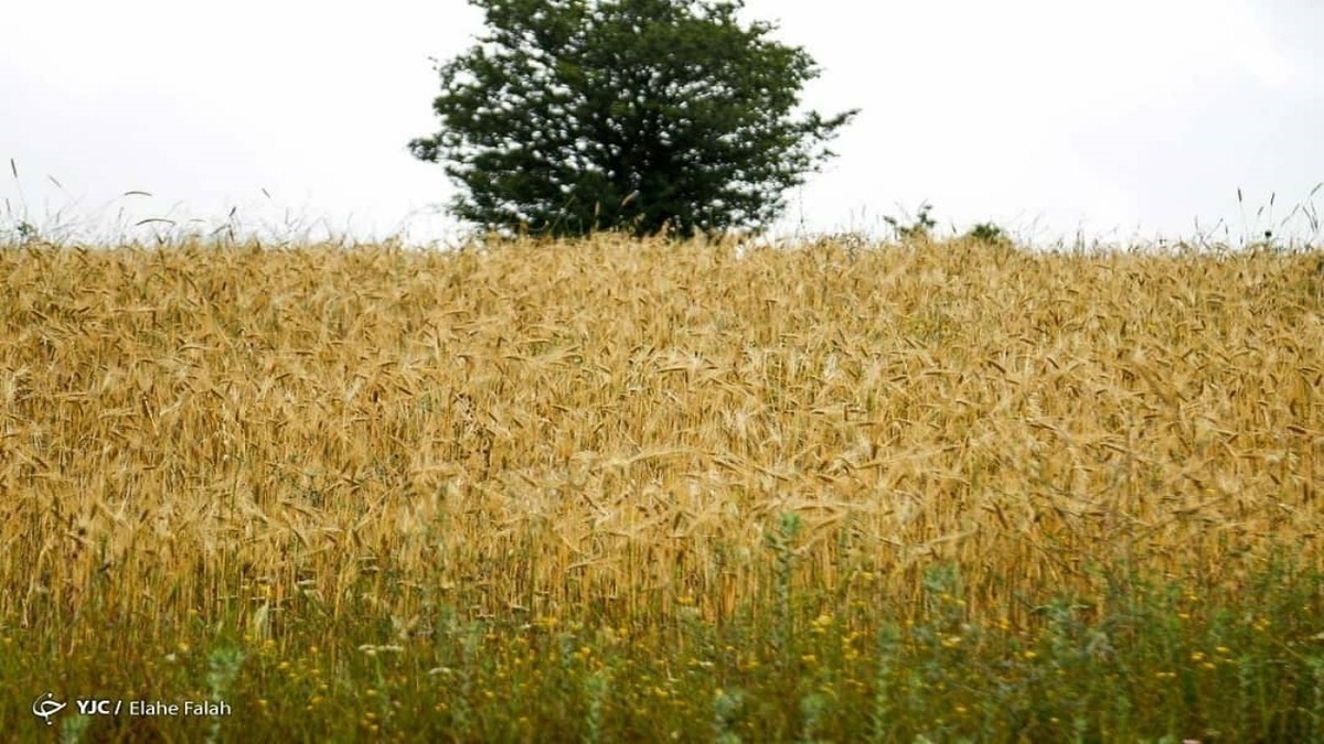 باشگاه خبرنگاران -کشاورزان به پیش بینی کوتاه مدت هواشناسی برای کشت توجه کنند