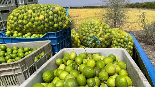 پیش بینی برداشت ۲۰ هزار تن لیموترش مرغوب از باغات دزفول