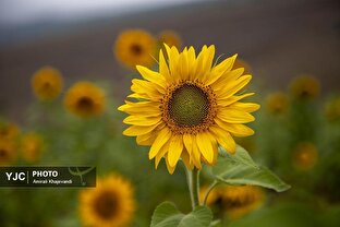تحلیل خبر: مزارع آفتابگردان در شرق مازندران | باشگاه خبرنگاران جوان - کد 48e1