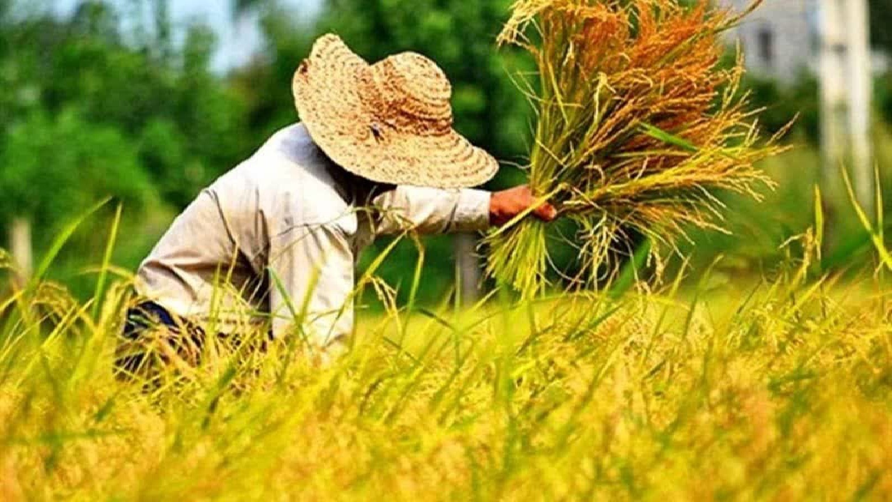 برداشت بیش از ۲۰۰ هزار هکتار از شالیزار‌های گیلان