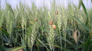 مبارزه علیه آفت سن گندم به ۲ میلیون و ۸۰۰ هزار هکتار رسید