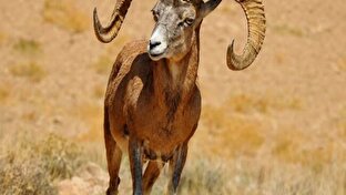 قوچ وحشی بر فراز کوه‌های بافق + فیلم