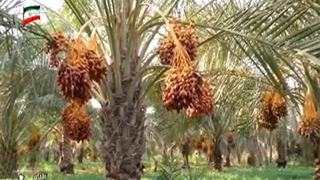 ایران، سومین تولیدکننده خرما در جهان + فیلم