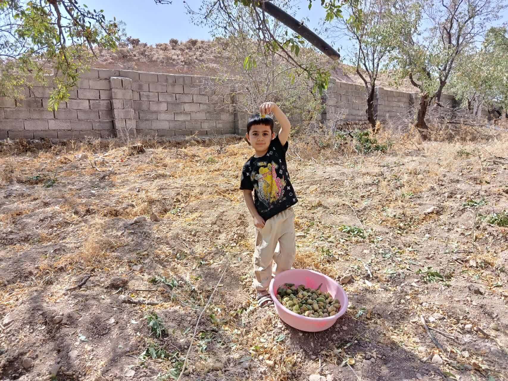 چشم نوازی درختان بادام بر روی درختان روستای گردشگری توآباد چشم نوازی درختان بادام بر روی درختان روستای گردشگری توآباد