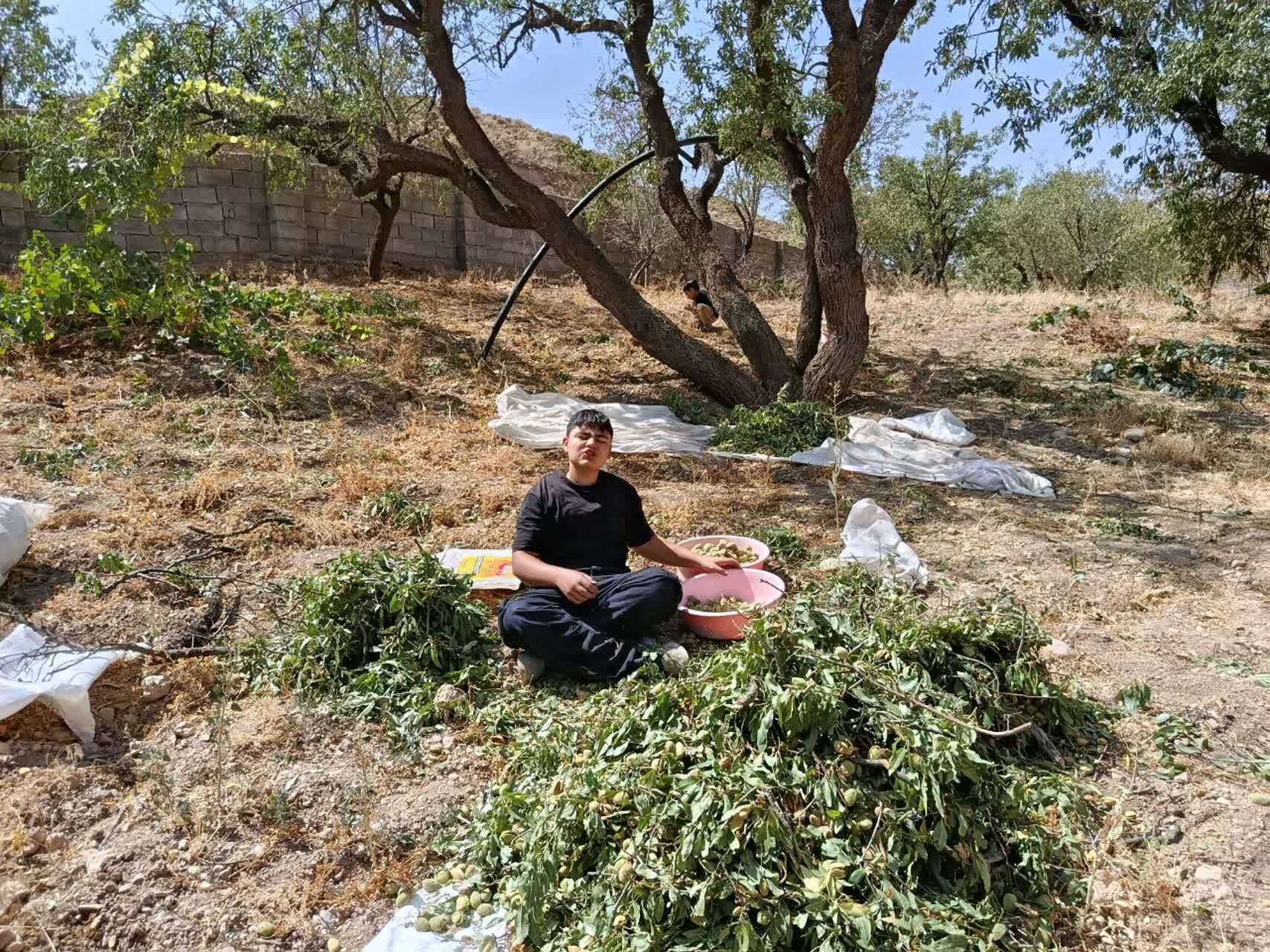 چشم نوازی درختان بادام بر روی درختان روستای گردشگری توآباد چشم نوازی درختان بادام بر روی درختان روستای گردشگری توآباد