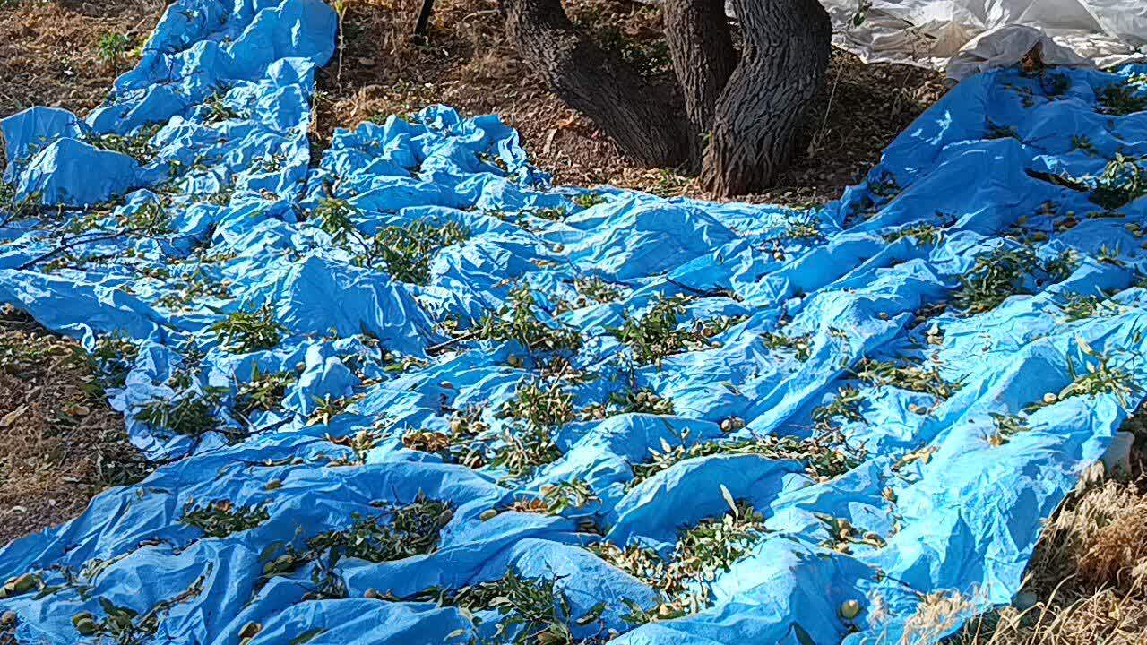 چشم نوازی درختان بادام بر روی درختان روستای گردشگری توآباد چشم نوازی درختان بادام بر روی درختان روستای گردشگری توآباد