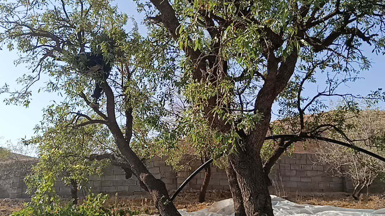 چشم نوازی درختان بادام بر روی درختان روستای گردشگری توآباد چشم نوازی درختان بادام بر روی درختان روستای گردشگری توآباد