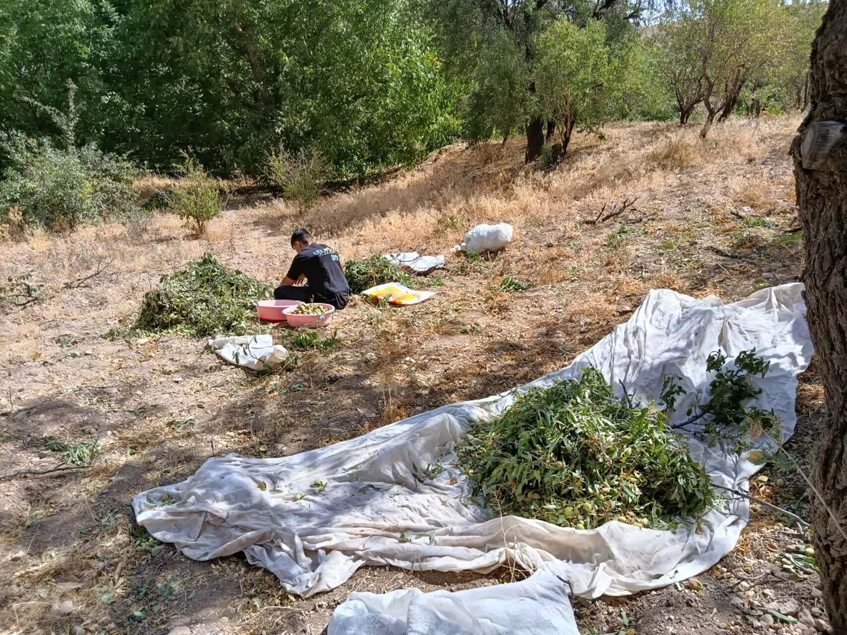 چشم نوازی درختان بادام بر روی درختان روستای گردشگری توآباد چشم نوازی درختان بادام بر روی درختان روستای گردشگری توآباد