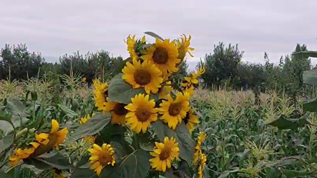 خودنمایی مزارغ ذرت و آفتابگردان در باغ های اهر + فیلم