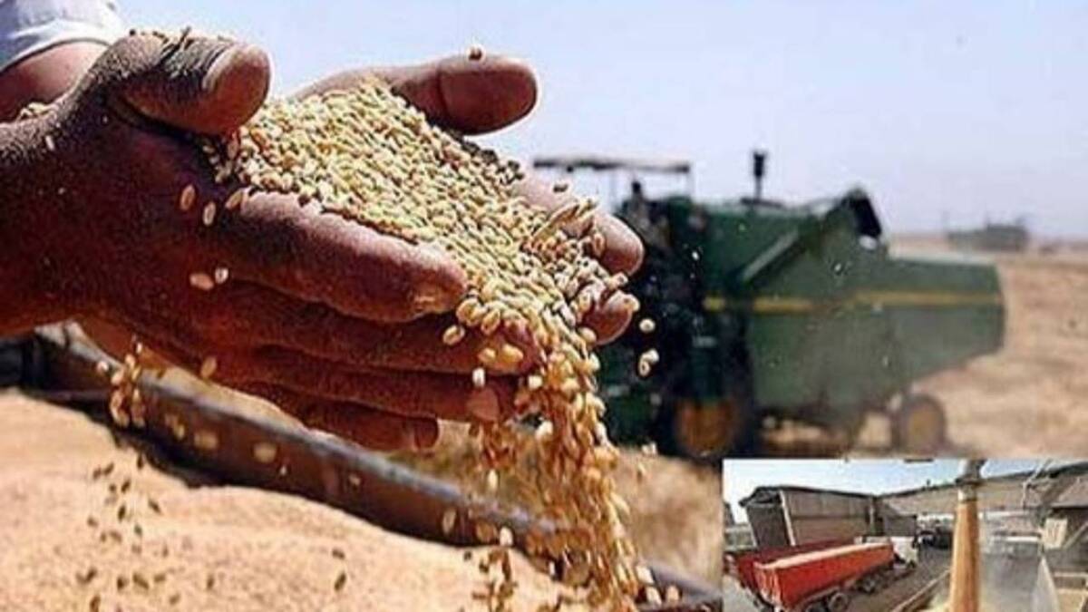 باشگاه خبرنگاران -خرید بیش از ۶۷۳ هزار تن گندم از کشاورزان کردستانی