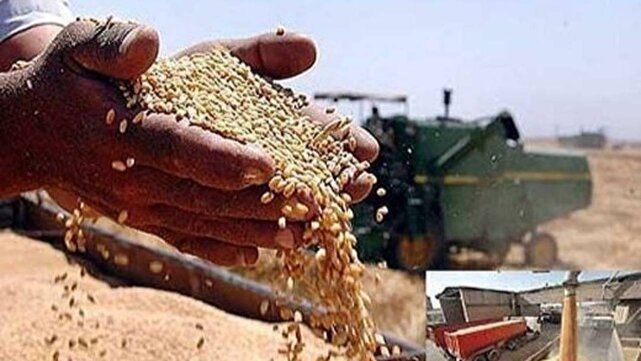 خرید بیش از ۶۷۳ هزار تن گندم از کشاورزان کردستانی