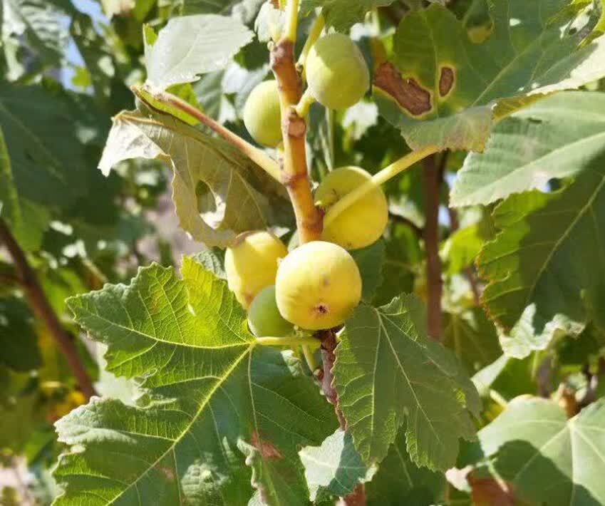 آغاز برداشت انجیر دیم از بیش از ۷۰۰ هکتار باغ‌های بارور جهرم