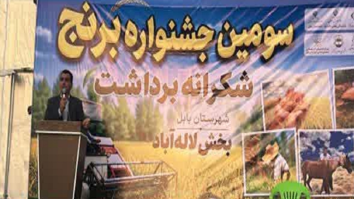 باشگاه خبرنگاران -برگزاری سومین جشنواره برداشت برنج در شهرستان بابل