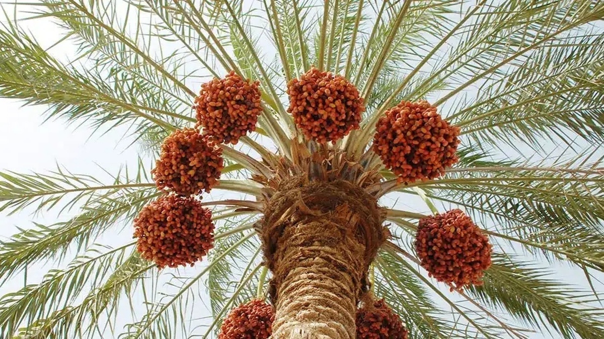 باشگاه خبرنگاران -برداشت ۵۰ هزار تن خرما از نخلستان‌های هرمزگان آغاز شد