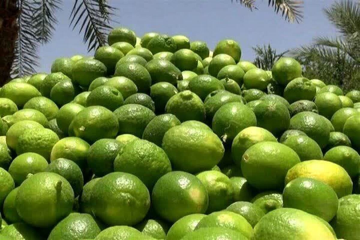 باشگاه خبرنگاران -آغاز فصل برداشت لیموترش در جهرم/ تولید سالانه ۱۵۰ هزار تن محصول در ۵۷۰۰ هکتار باغ