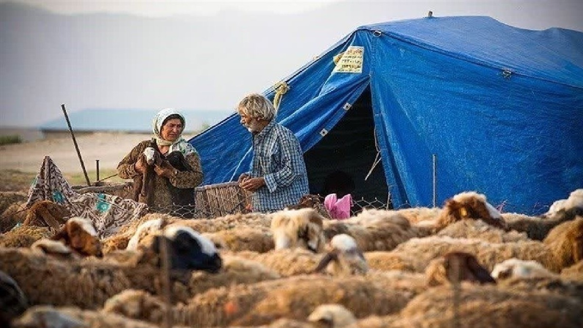 باشگاه خبرنگاران -توزیع ۶۰ هزار تن نهاده دامی در مسیر حمایت از معیشت عشایر لرستان