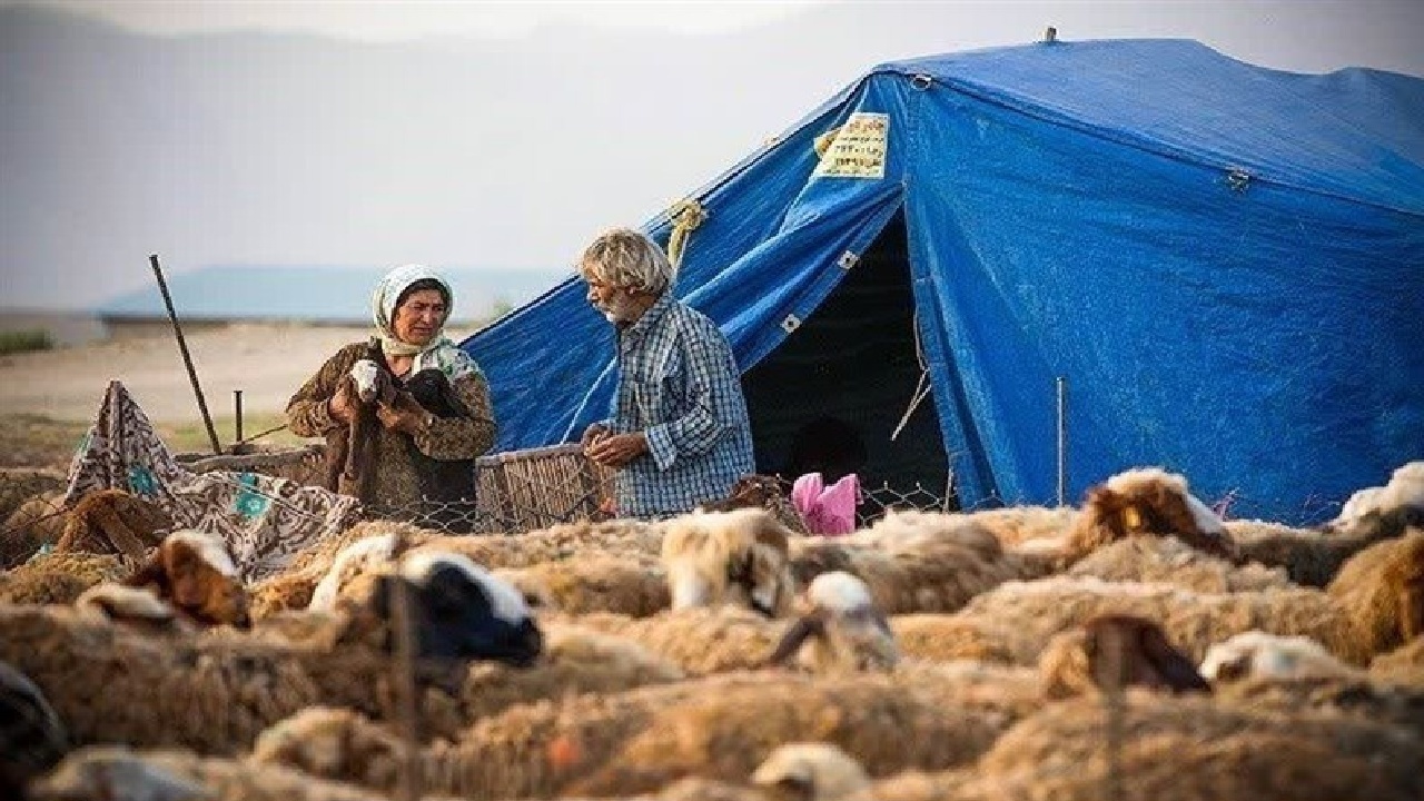 توزیع ۶۰ هزار تن نهاده دامی در مسیر حمایت از معیشت عشایر لرستان