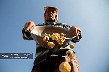 برداشت انجیر دیم از باغات شهرستان استهبان در فارس