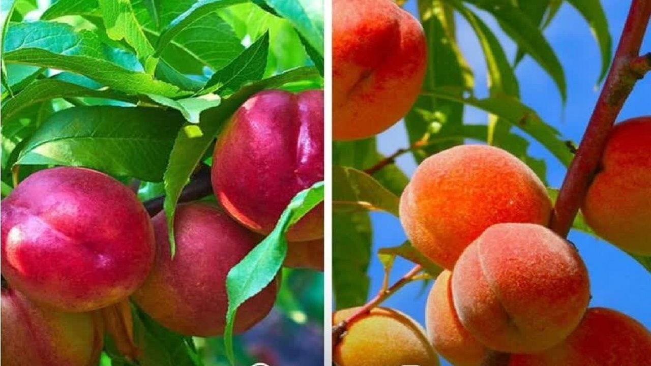 پایان برداشت بیش از ۲ هزار تن هلو و شلیل از باغات نور