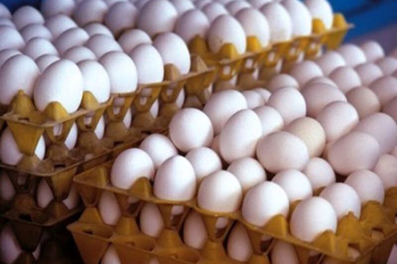 توزیع تخم مرغ ۴۰ درصد کمتر از قیمت تمام شده تولید