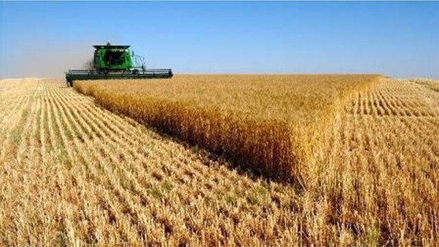 جهش ۷۸ درصدی برداشت محصولات شتوی در شیراز/تولید غلات و دانه‌های روغنی از مرز ۱۲۰ هزار تن گذشت