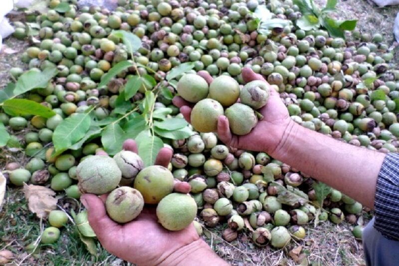 طلای قهوه‌ای کرمان در میان چنگال برداشت و چالش صادرات؛ آیا گردوی بافت و رابر به بازار‌های جهانی می‌رسد؟