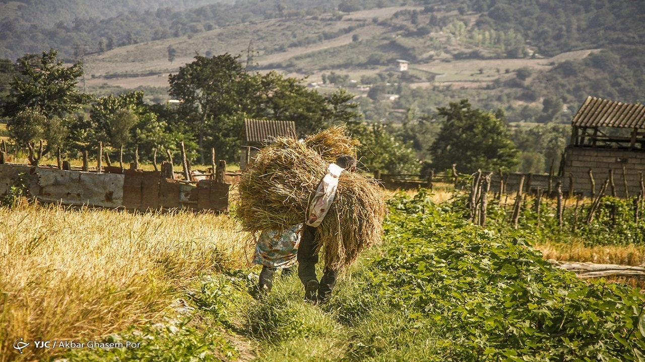 اصلاح نظام خرید گندم در دستور کار است