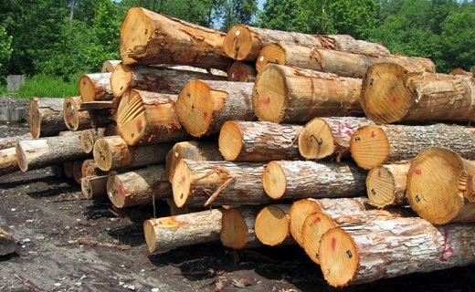 کشف بیش از ۱۵ تن چوب قاچاق در تالش کشف بیش از ۱۵ تن چوب قاچاق در تالش