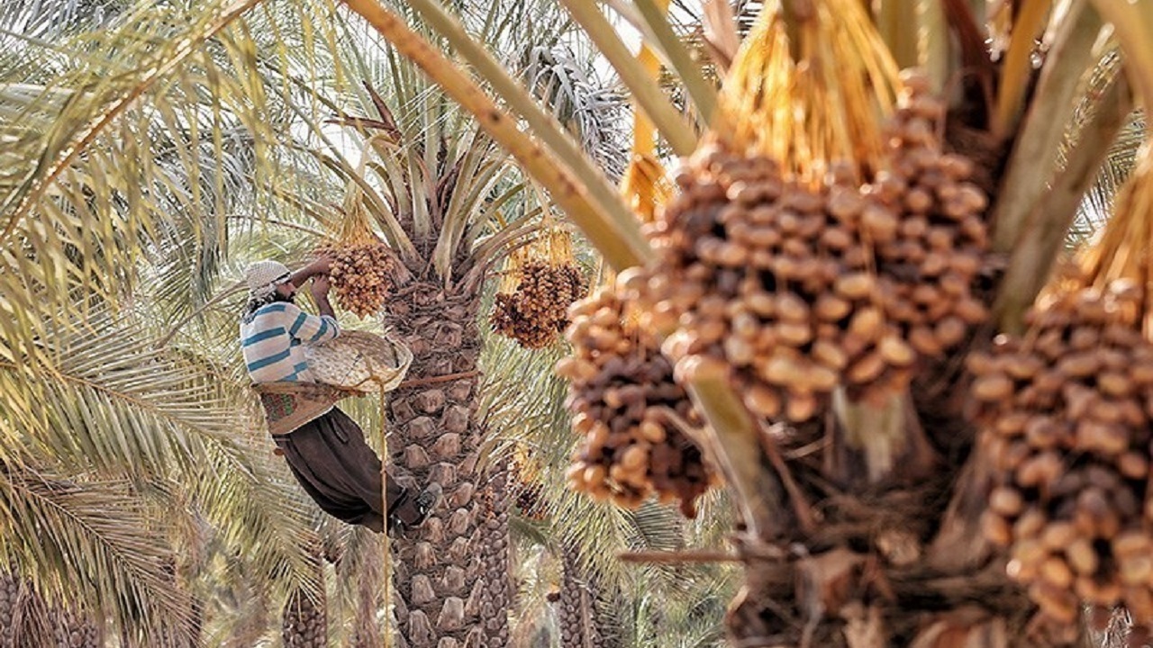 از نخل پر بار تا رسم ایثار
