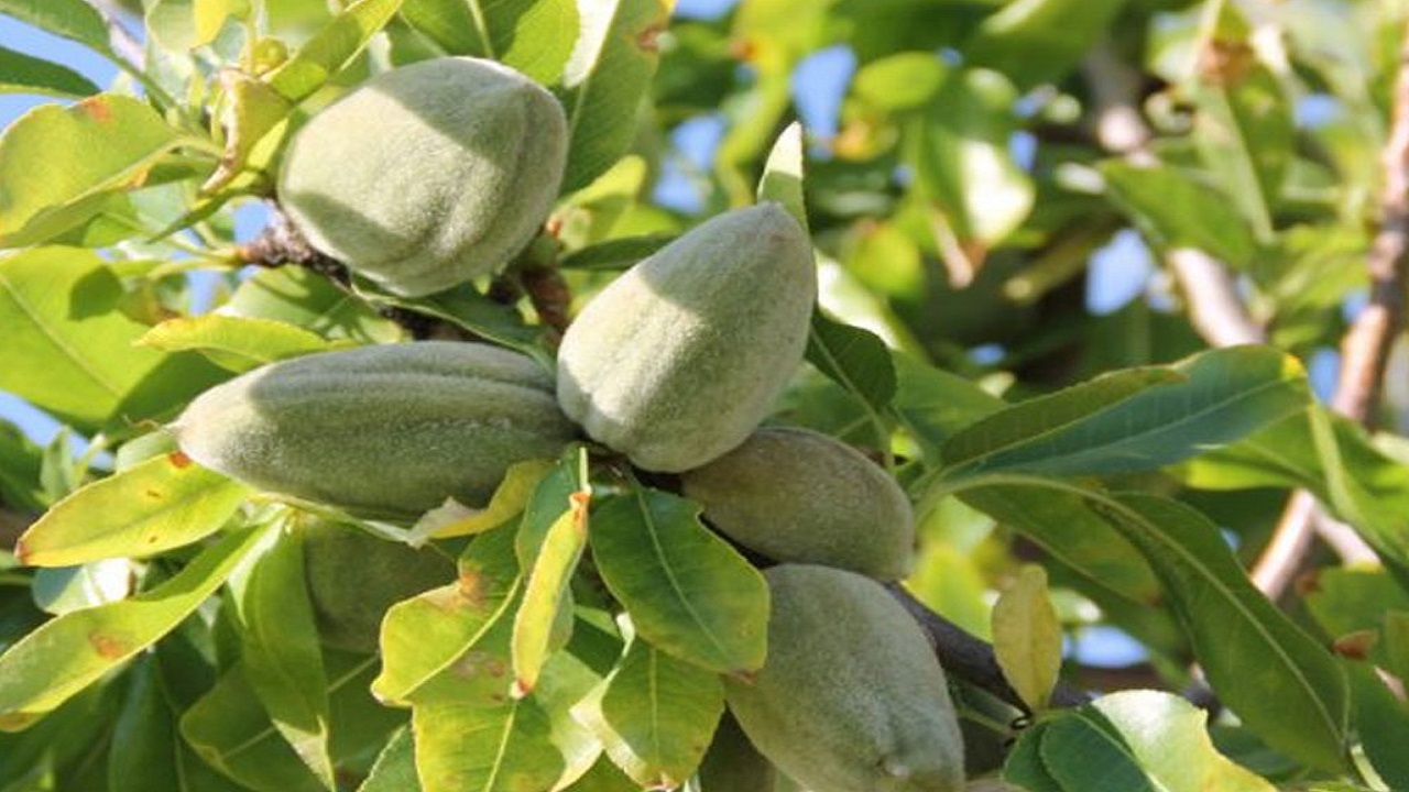 بادام خسروشاه در مسیر برندسازی