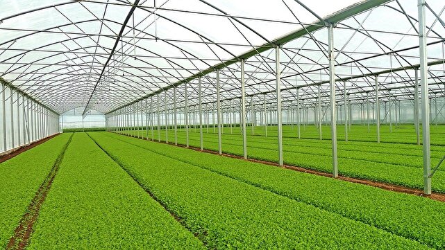 ظرفیت ۲۰۰ هکتاری گلخانه‌های صادرات محور در آذربایجان شرقی