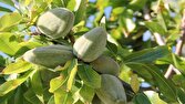 بادام خسروشاه در مسیر برندسازی