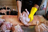 صادرات مرغ به زودی آغاز می‌شود