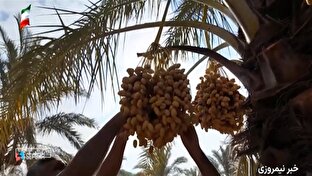 خرمای بوشهر؛ از نخلستان تا بازارهای جهانی + فیلم