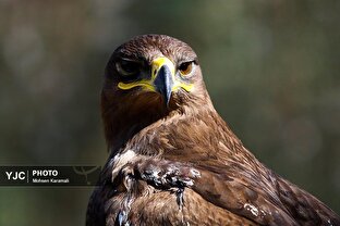 رهاسازی ۱۳ پرنده شکاری در تالاب بهشت معصومه قم