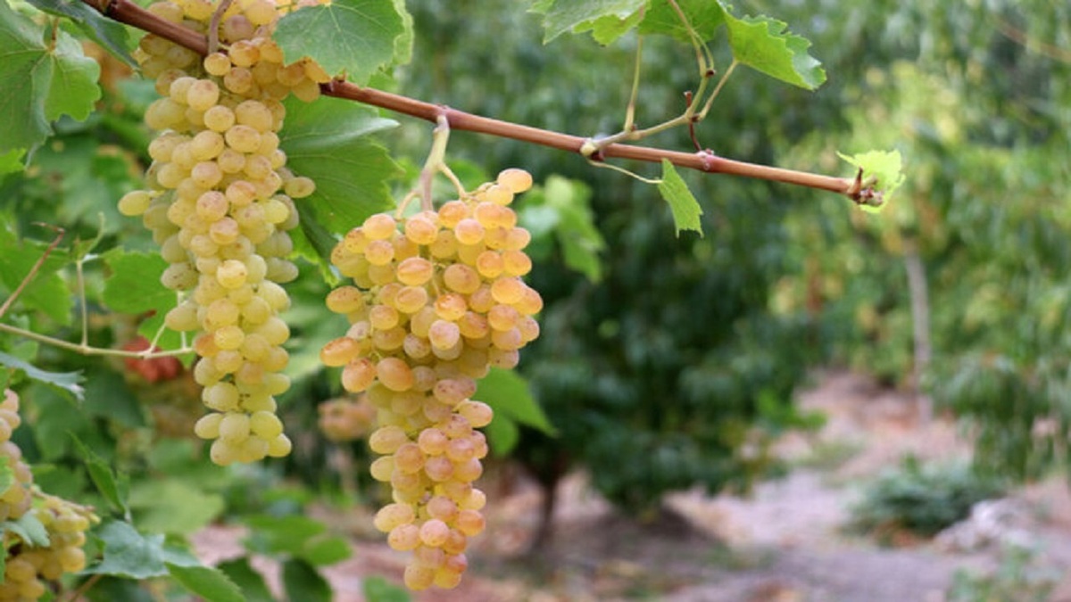 باشگاه خبرنگاران -چهارمین جشنواره انگور در مشگین شهر برگزار می‌شود
