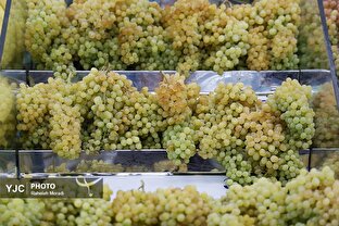 افتتاح ۴ بازار توسعه یافته میوه و تره‌بار در تهران