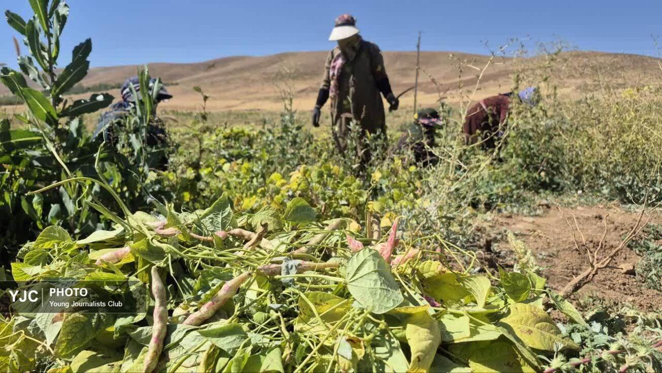 پیش&zwnj;بینی برداشت بیش از ۲۴ هزار تن لوبیا در چهارمحال و بختیاری + عکس