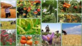 تصویب مجوز شهرک زنجیره ارزش تولیدات کشاورزی برای تکمیل زنجیره تولید تا بازار