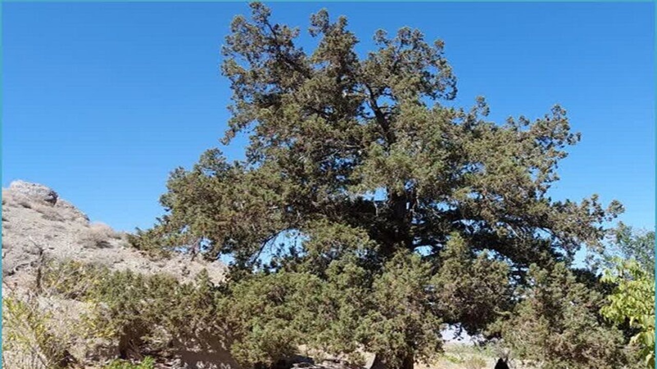 درخت اُرس ۹۰۰ ساله روستای کَهنه جغتای ثبت ملی ثبت شد